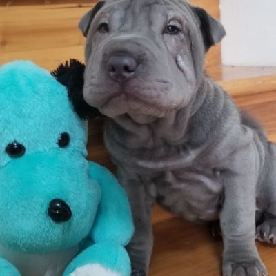 Mini blue male 9 weeks