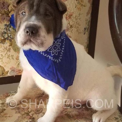 blue-and-white-puppy-1