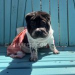 Sharpei 5