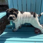 Sharpei 7